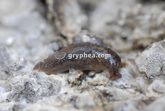 Mouvements respiratoires chez une Limace (2) - gryphea.com